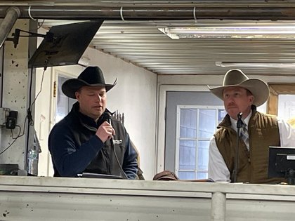 Gartner-Denowh Angus Ranch Commercial Female Sale