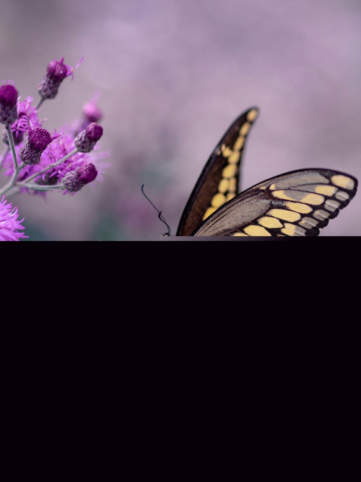 No More Butterflies at the Benton County Fair this Year