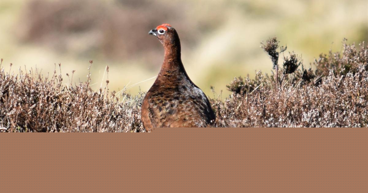 Scotland's red grouse are disappearing. Researchers think they know why