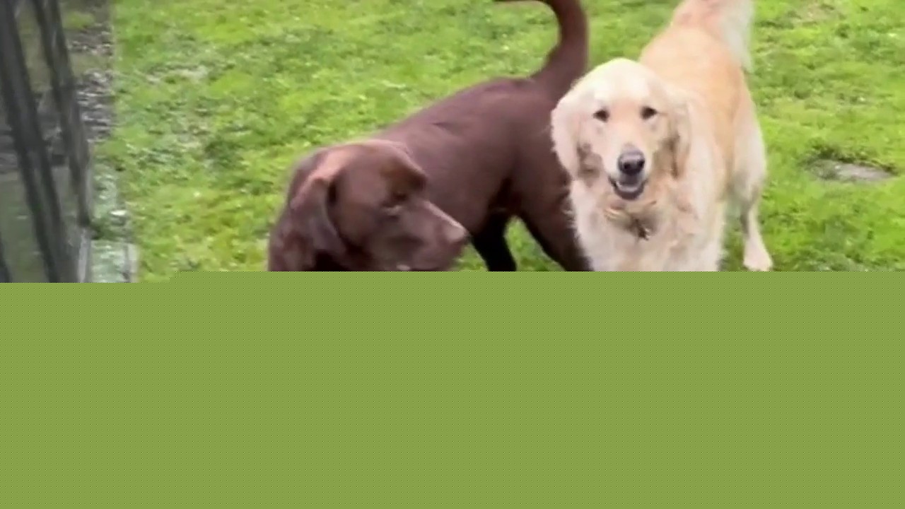 Good Day Pet Tricks for Monday, Aug. 10