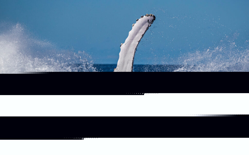 A landmark victory for our oceans: the Global Ocean Treaty comes to life