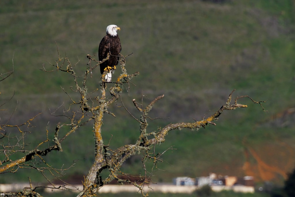 Palo Alto group buys 2,284 acres at Sargent Ranch, ending 10-year battle over proposed quarry on scenic property