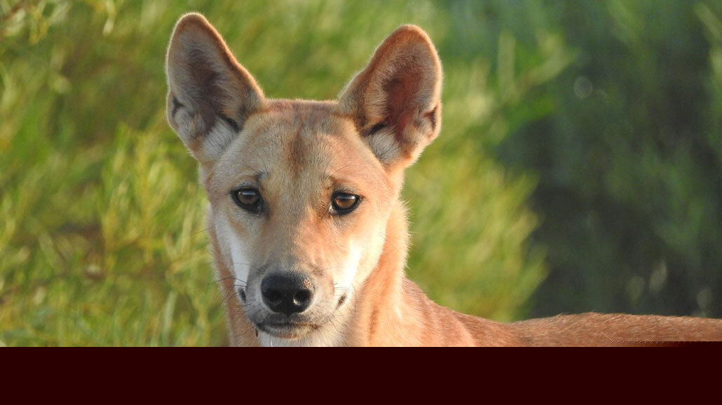 Comment on Culling dingoes with poison may be making them bigger by Homepage