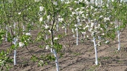 MP raises concerns over illegal seedling imports