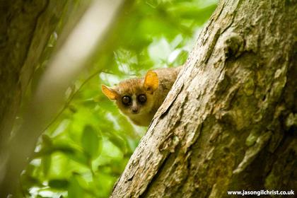 New Study Shatters Long-Standing Myths About Primate Origins