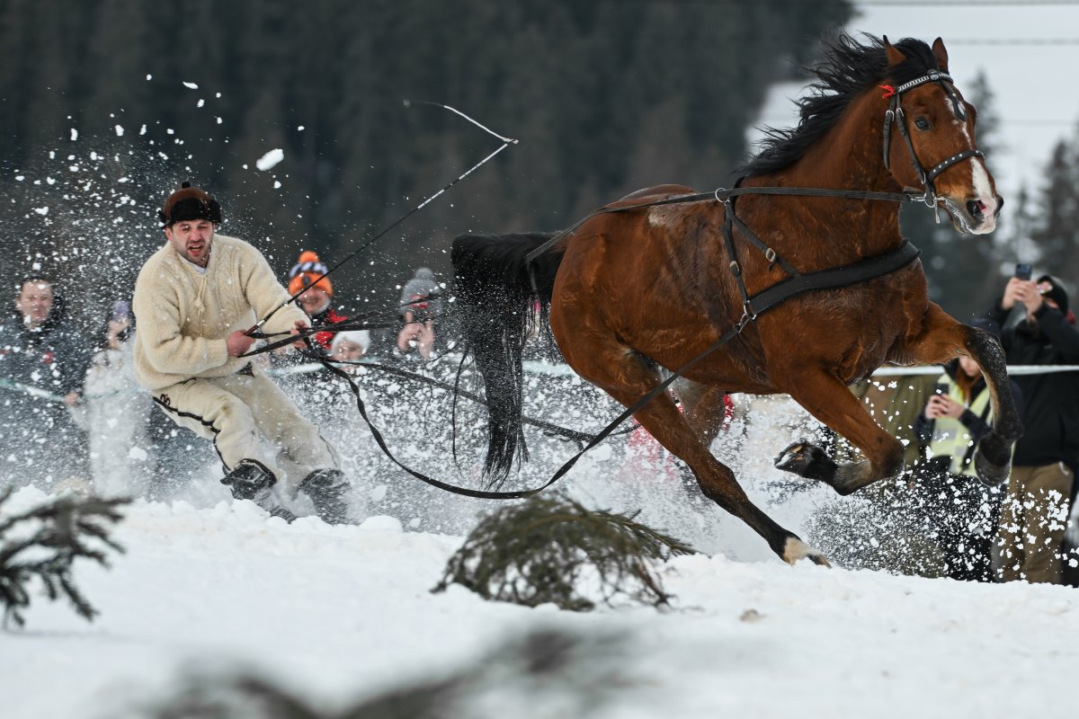 The extreme sport of skijoring, where horses pull skiers at 40 mph