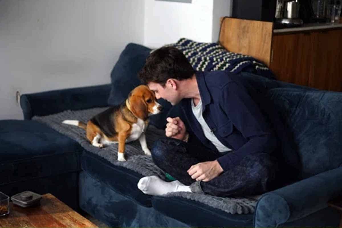 Perros hipoalergénicos: Científicos crea beagles sin alérgeno