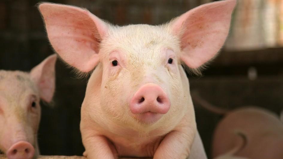 Comment on Scientists engineer first human-pig hybrid embryo by Anna