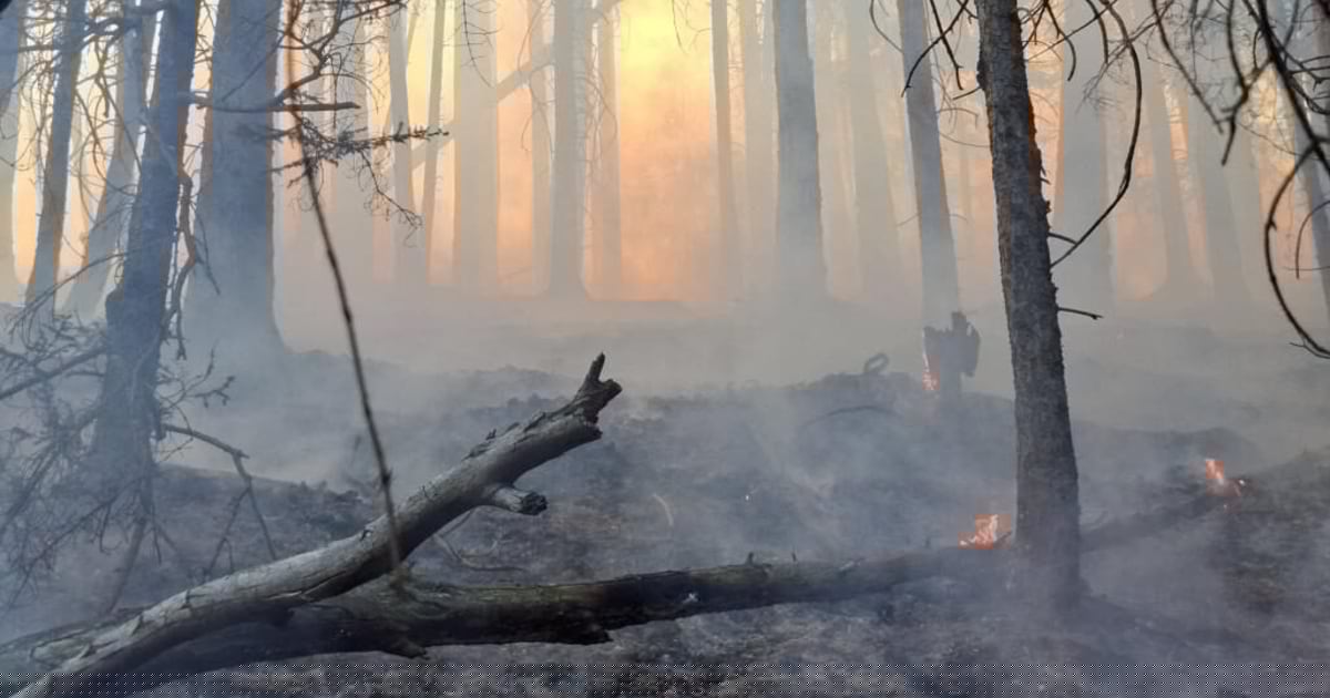 Laufend Waldbrände!  - Feuerwehren sind nun immer wieder gefordert