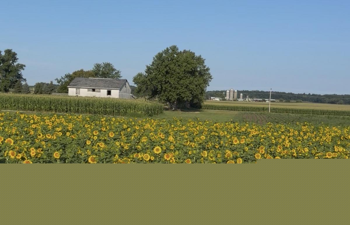 The Unexpected Pet That Visited Skelly's Sunflower Fields