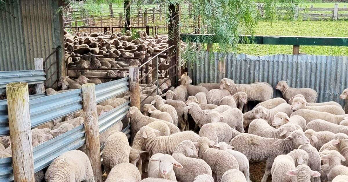 Long-held SA grazing farm for sale with 950 sheep included