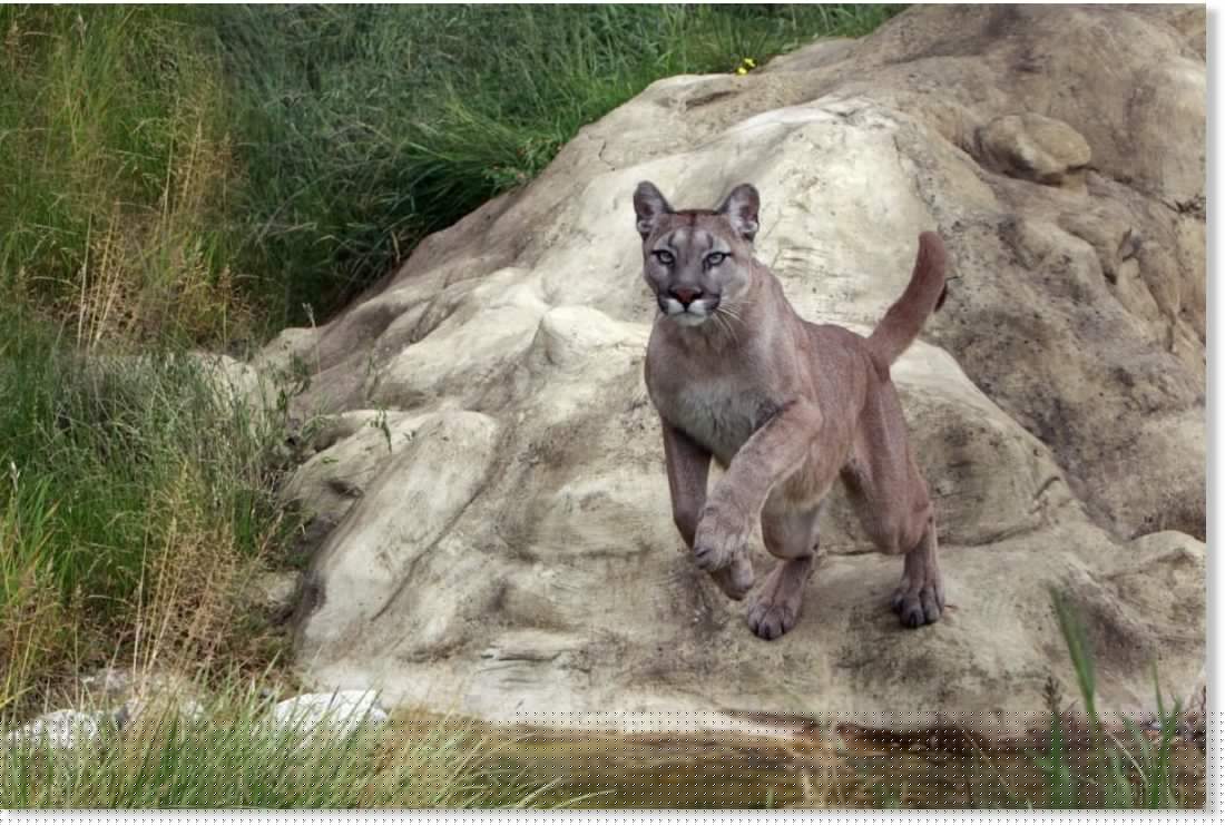 Another cougar warning issued after mountain biker attacked near Squamish, British Columbia - 3rd attack within 3 weeks