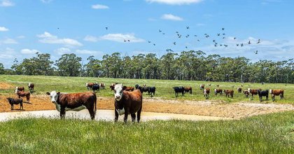 Prized Merino farm offers good scale in the state's first grazing district