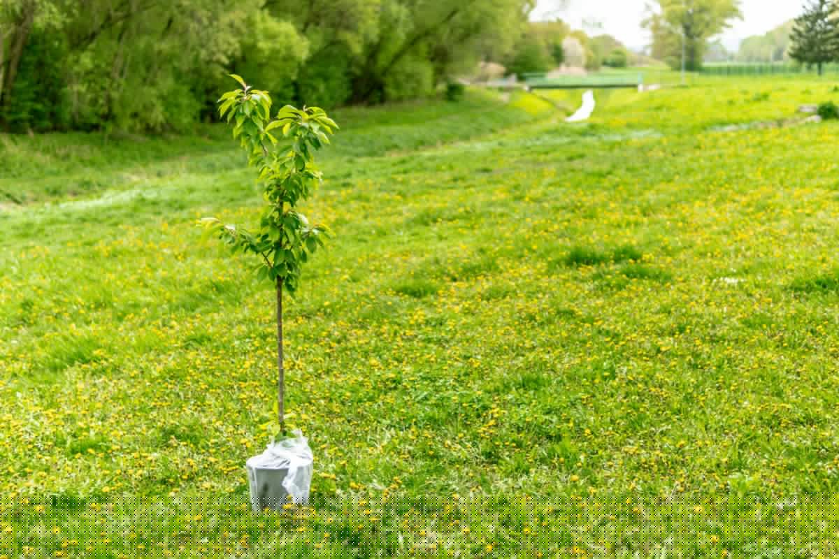 Stratford district's farmers invited to apply for free trees