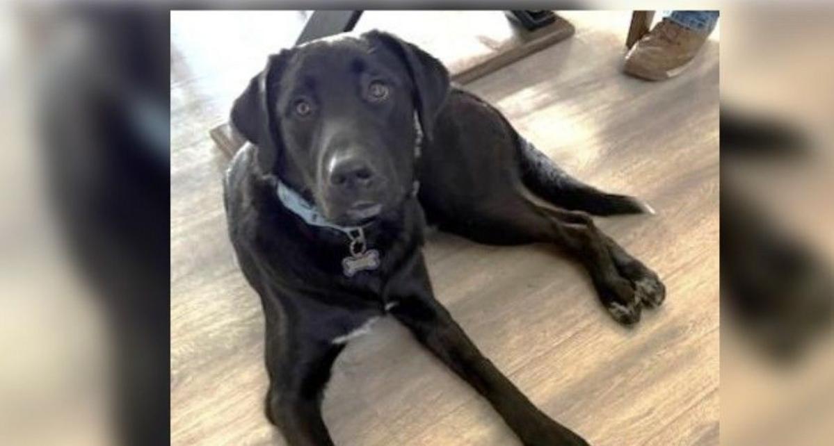 Meet Bo: A Kid-Friendly Pup Ready to Join a Tri-Cities Family