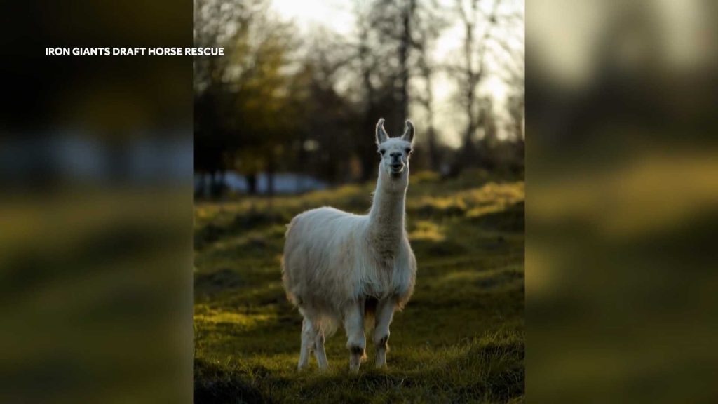 Beloved 31-year-old llama Shorty dies as Guinness reviews claim he was the oldest on record