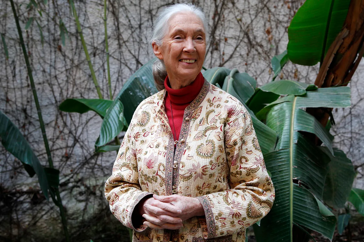 Muere a los 91 años la etóloga Jane Goodall, experta mundial en chimpancés