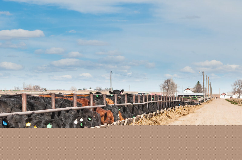 Hog futures mixed as cooler weather eases supply concerns - CME