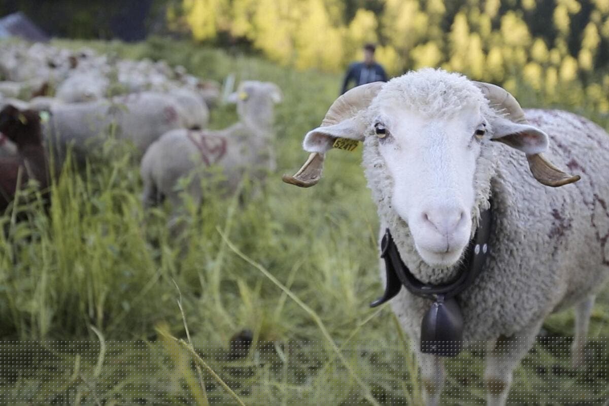 Vous ne le saviez peut-être pas : ces moutons en Pays de Fayence jouent un rôle clé face aux incendies