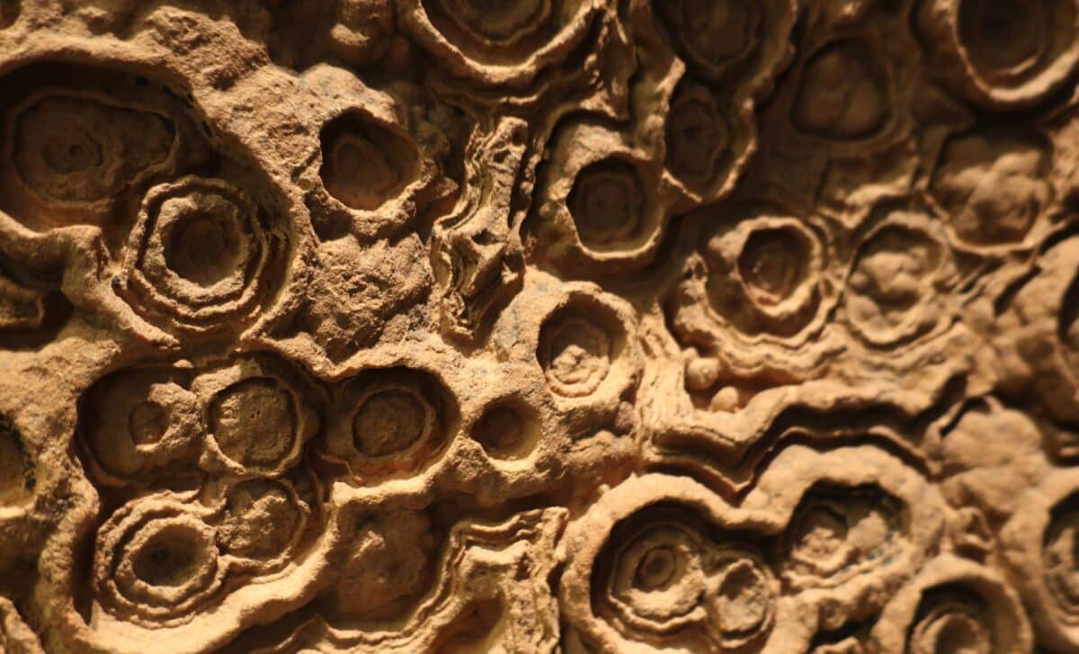 Ancient Cement Preserved the World’s Strangest Fossils, Scientists Finally Know How