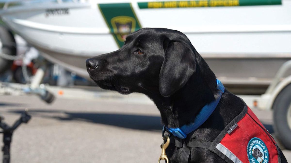 Meet the new dogs sniffing out invasive mussels at Alberta inspection sites