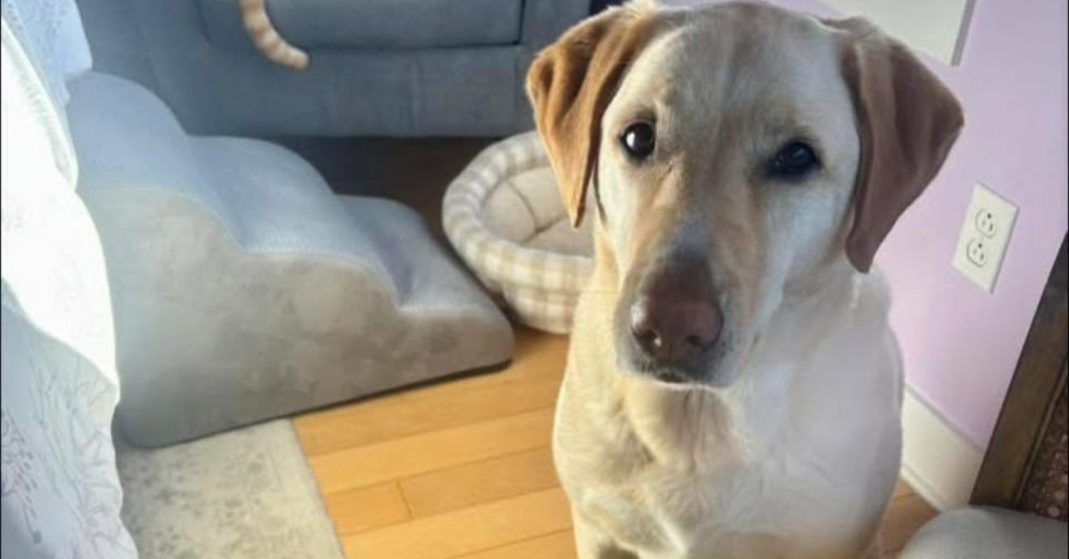 How to Stop Barking Up the Wrong Tree