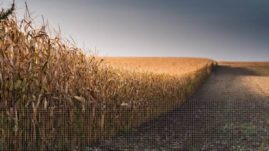 Agricultural experts weigh in on this year’s increased input costs for farmers