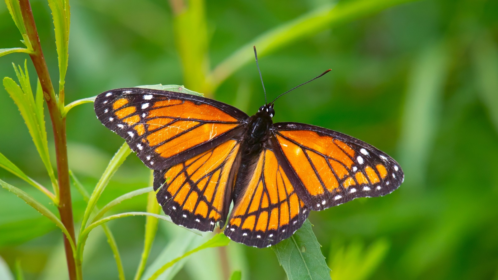 The 21 Best Fragrant Plants To Include In Your Butterfly Garden
