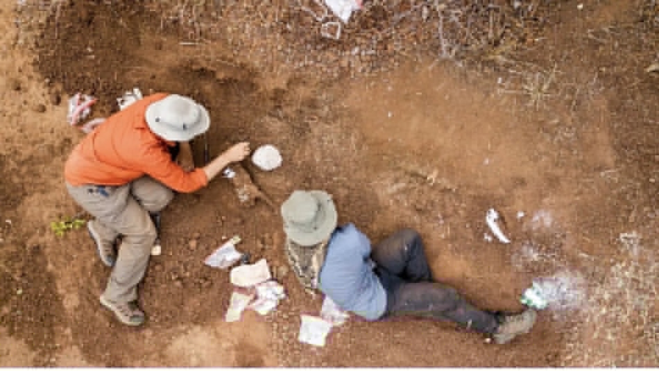 Scientists discover 210-million-year-old dinosaur in Zimbabwe