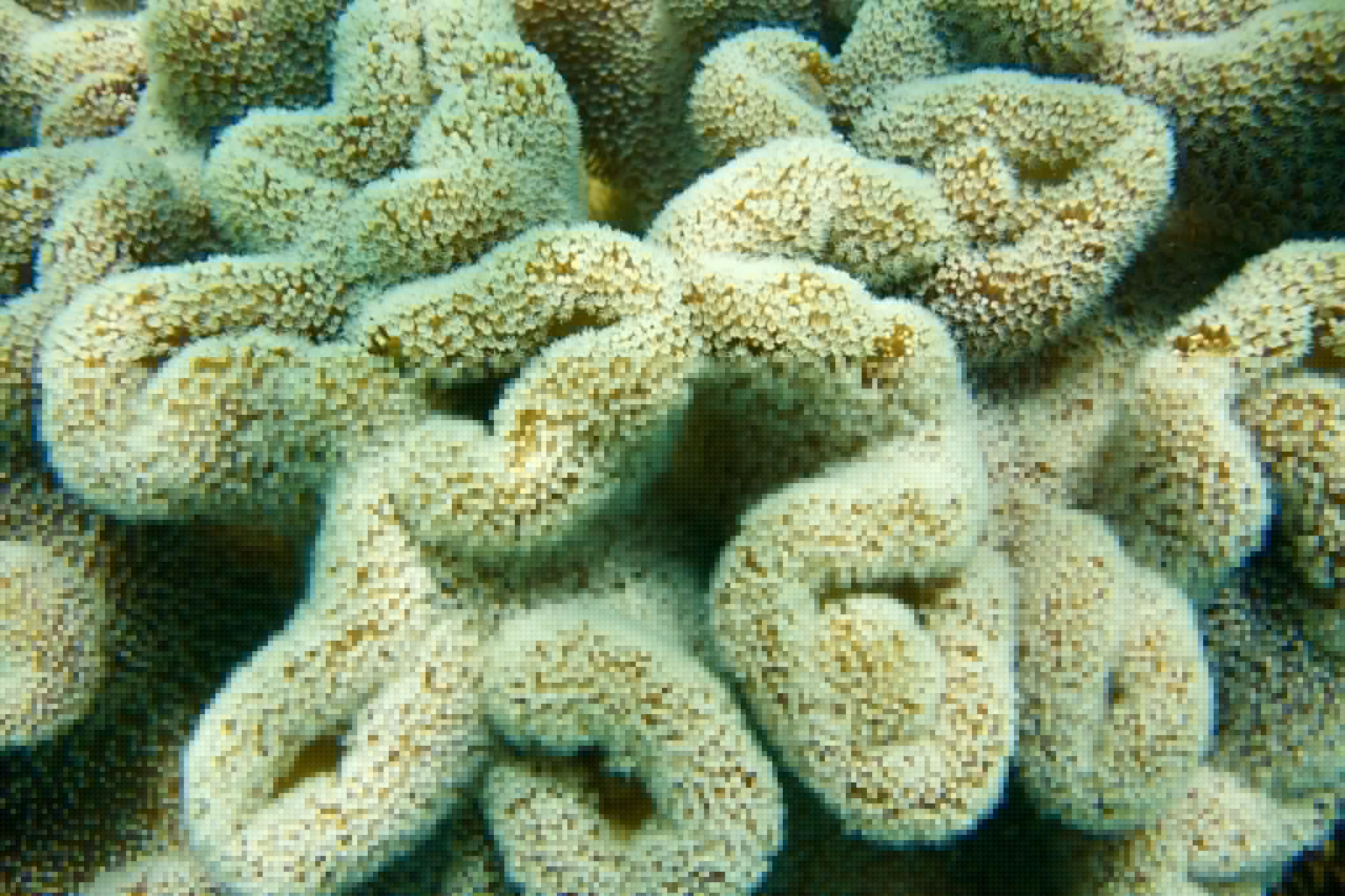 Coral cover: Relief for recovering Great Barrier Reef as late monsoon cools waters