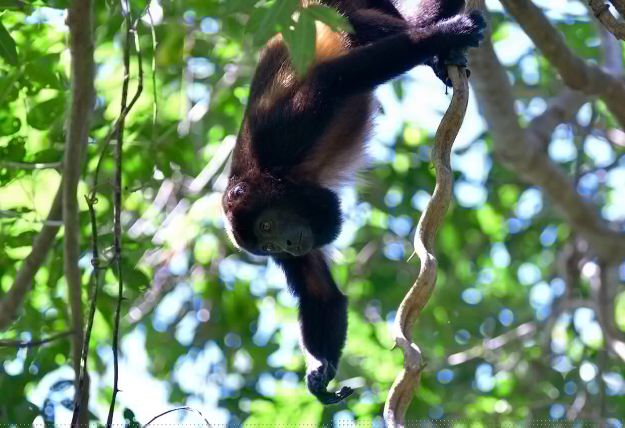 What a Recovering Forest Sounds Like: What 16,658 Hours of Recordings in Costa Rica Measured