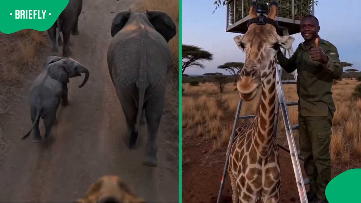 Giraffe's POV safari video gives viewers rare look at life in the wild