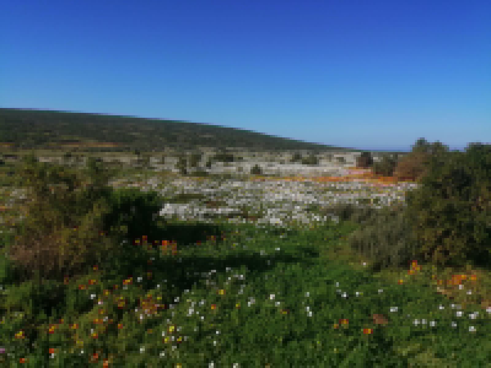 West Coast National Park bursts into bloom as 2026 wildflower season begins