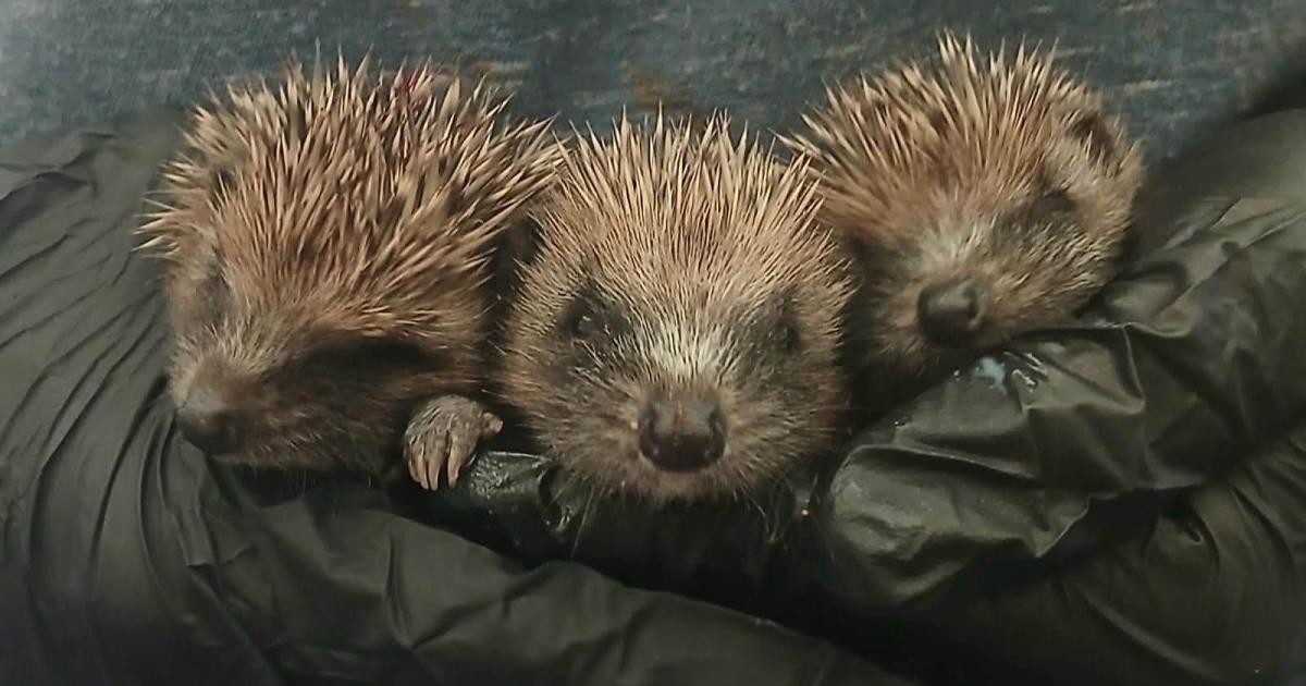 Orphaned hedgehogs get a second chance