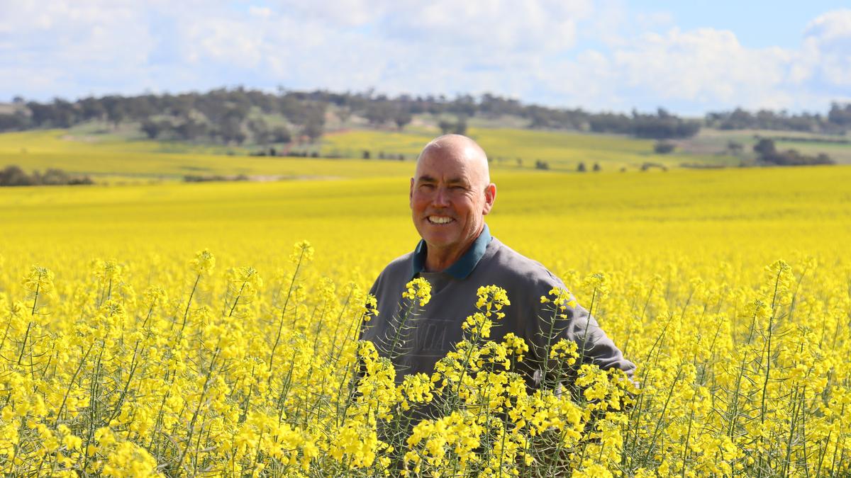 WA grain harvest is set to hit records but a record dry July could see the season do an entire about face