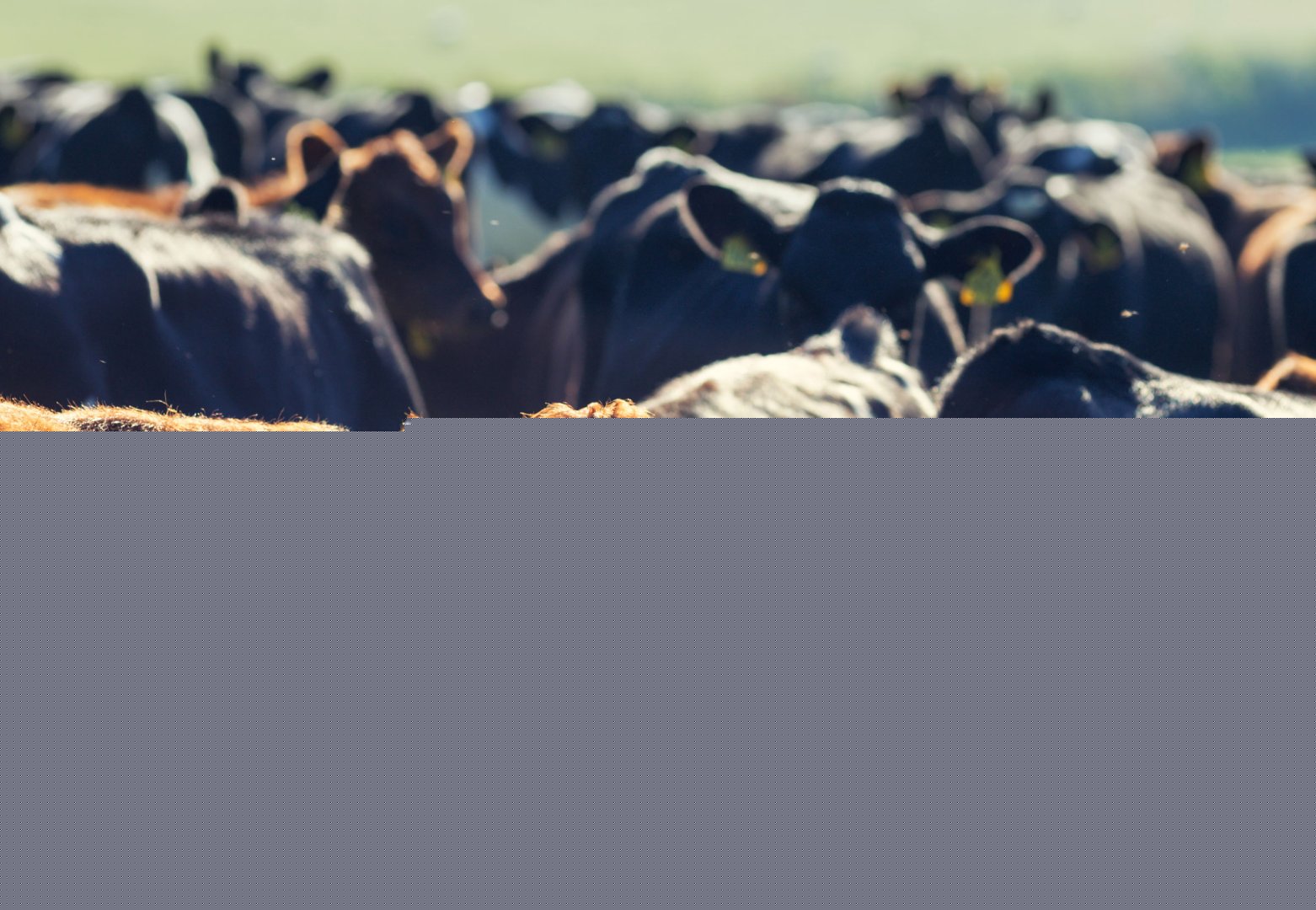 Kyrgyzstan launches 3% lending program for livestock breeding