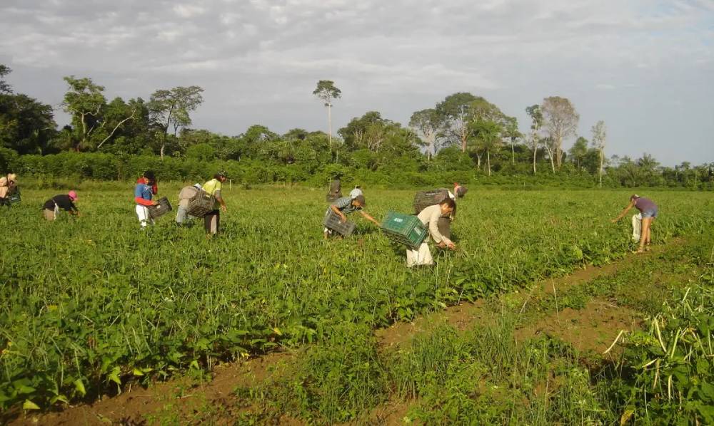 COP30 poderá gerar R$ 3,3 milhões para agricultores familiares