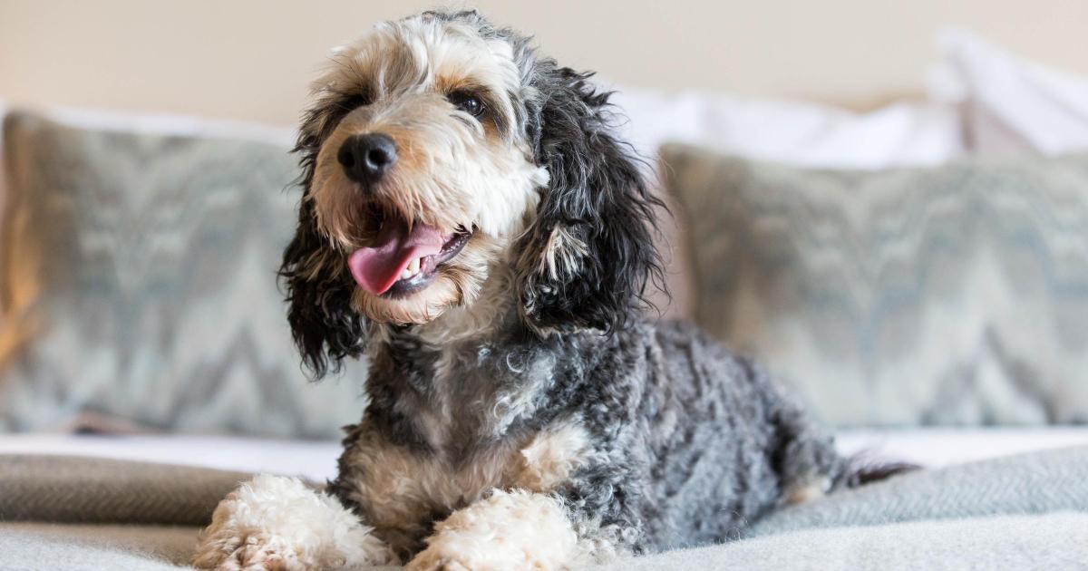 York hotel launches special VIP menu for furry canine guests