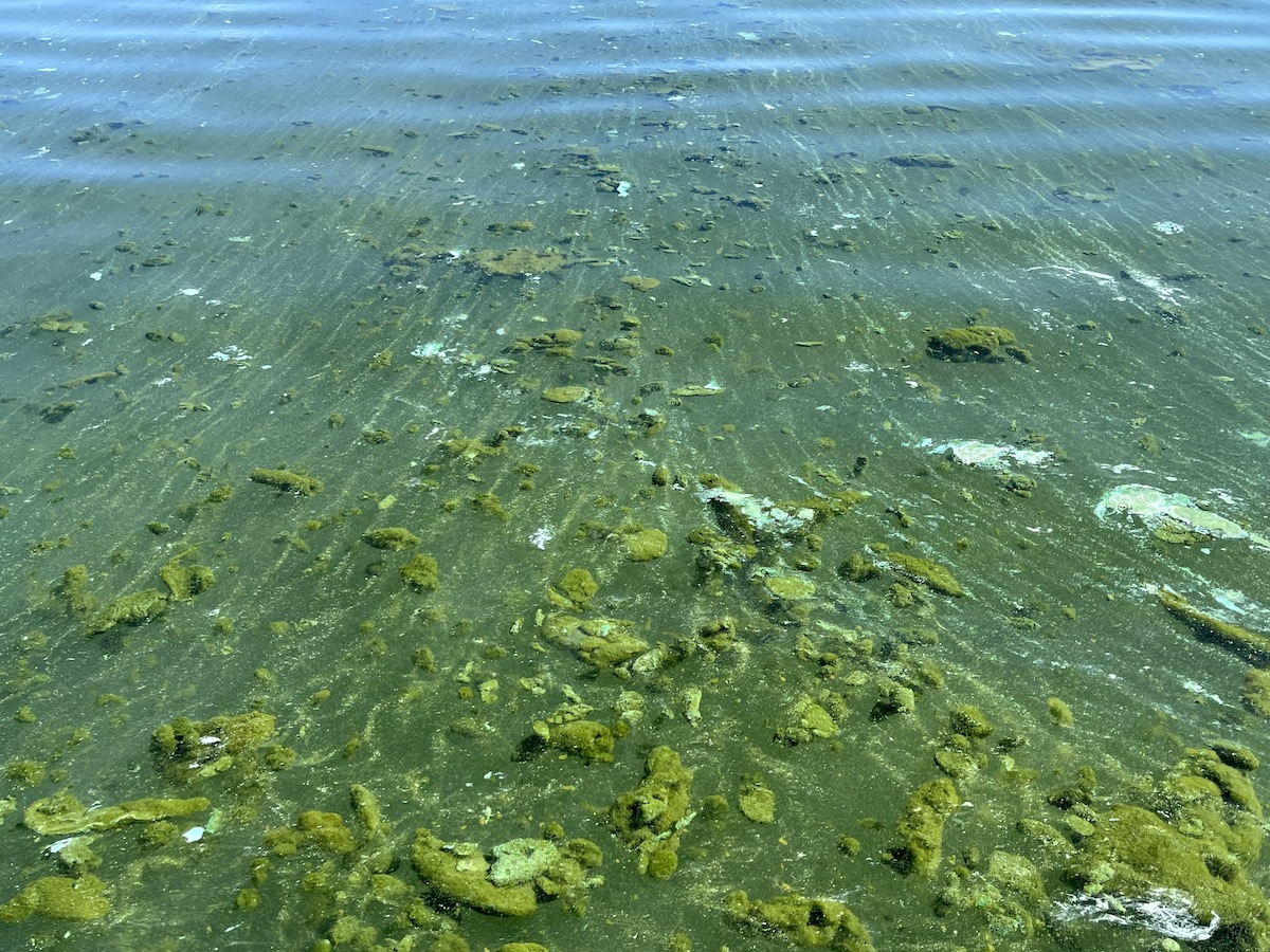 Toxic algae outbreaks are a growing health problem Wyoming needs to fix