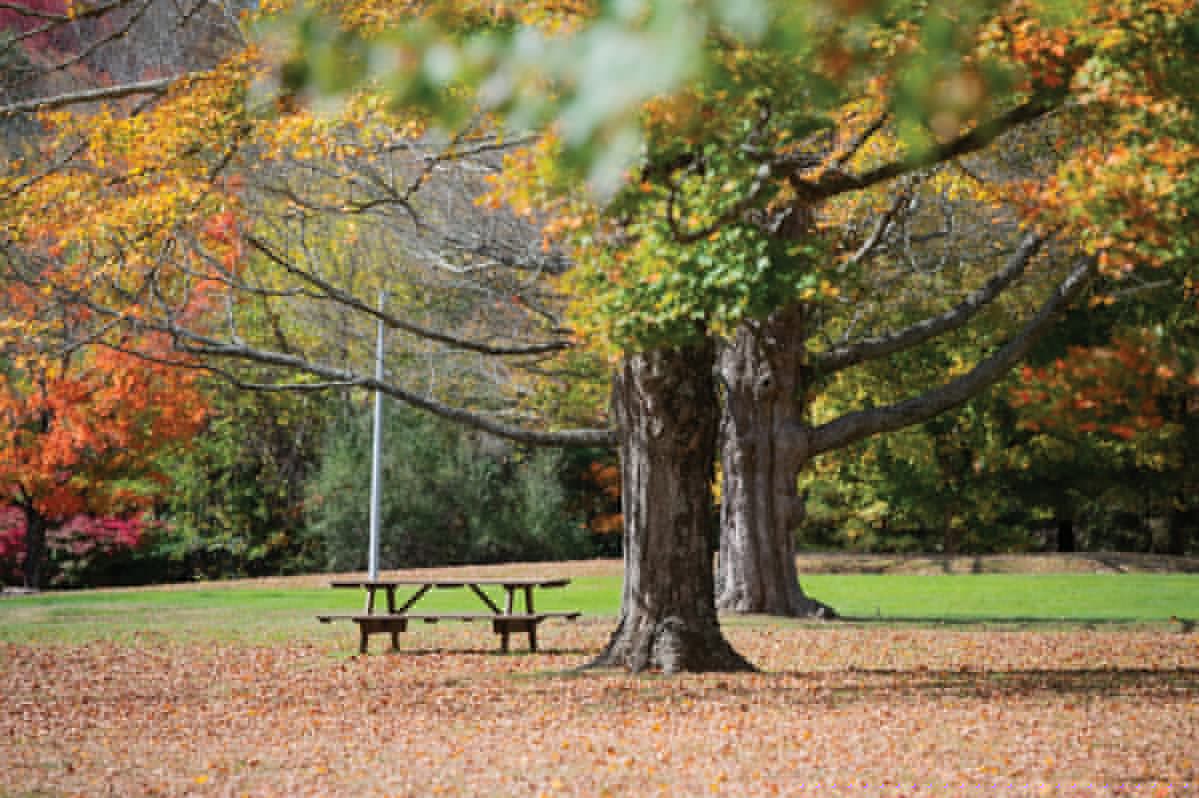 Fall in Connecticut: Embracing the season with smart tips