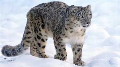 Rare Video Shows Ibex Fending Off Snow Leopard Attack at Kibber-Chicham Wildlife Sanctuary in Spiti Valley