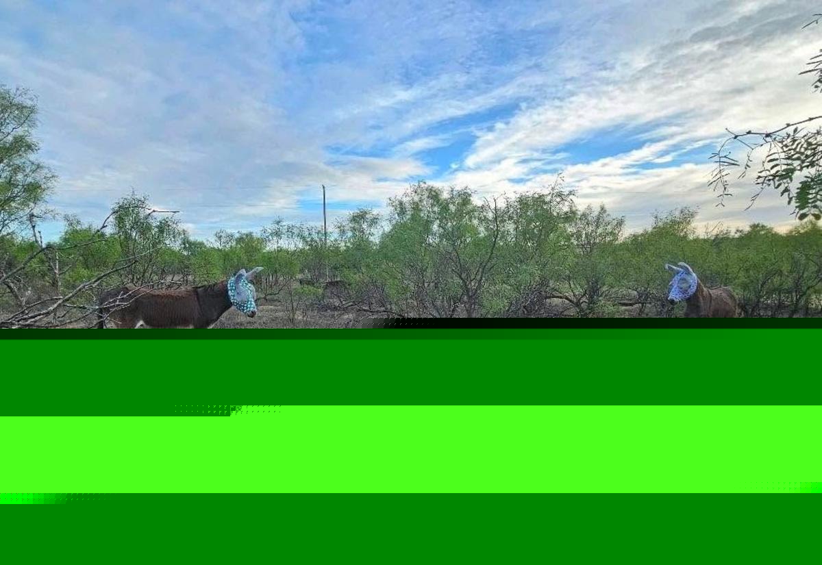 These Texas Donkeys Hate Their New Look But They Need It