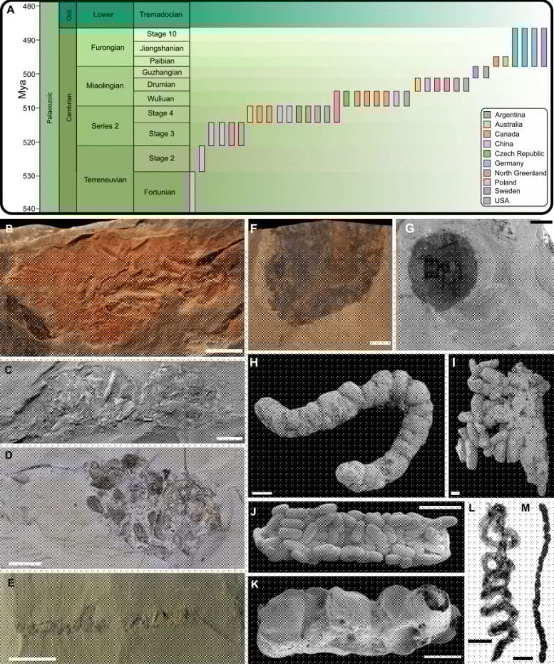 How Prehistoric Poop Changed Earth’s Ecosystems Forever
