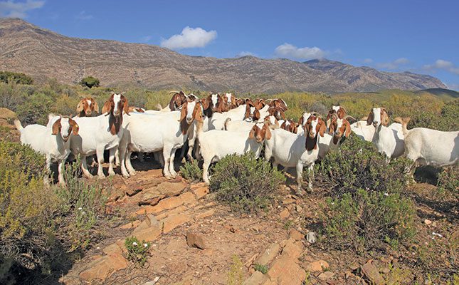 Boer goats: Resilient animals thriving even on hostile terrain