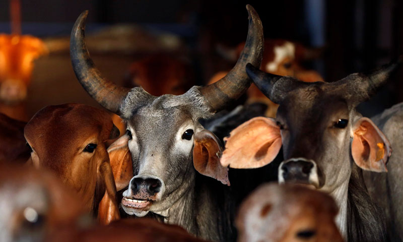 Cows Dead, Missing Hooves & Horns: P&H High Court Takes Suo Moto Cognizance, Seeks Chandigarh UT Response On Alleged Cruelty