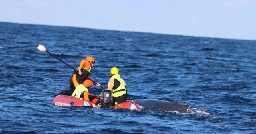 'Extremely rewarding': the dramatic operation to save an entangled humpback
