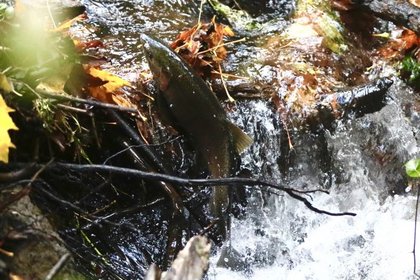 FOLLOWUP: Longfellow Creek still lethal to more than half its returning salmon, says the latest survey – but ‘solutions exist’