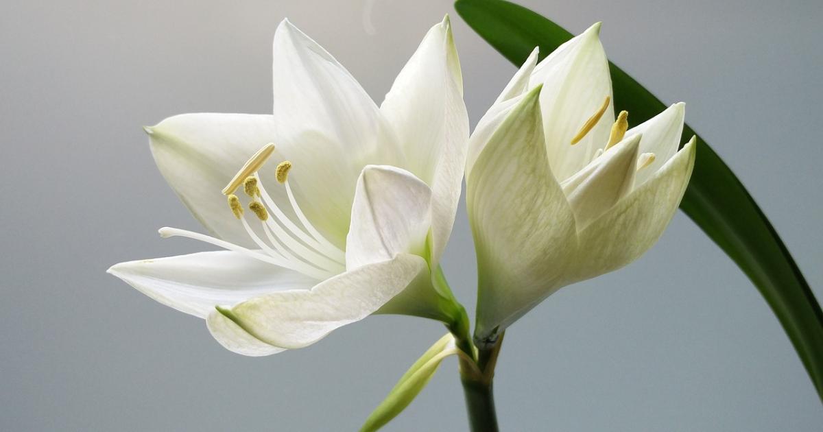 In memoriam: Death notices from the East Lothian Courier this week