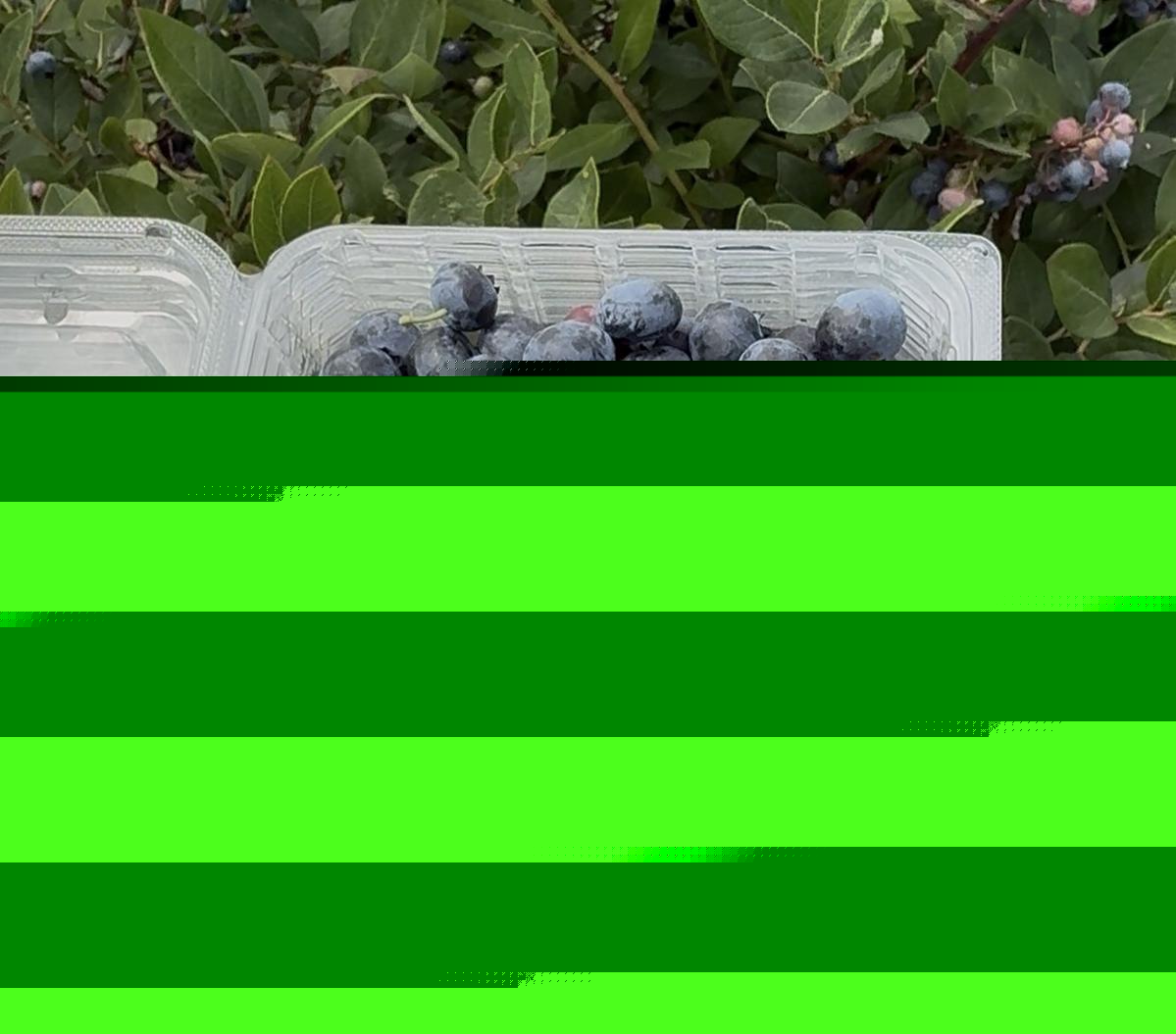 The Complete Blueberry Picking Checklist