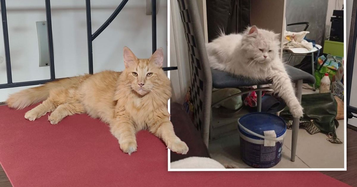 Čipovane mačke nestale na Bežanijskoj kosi i u Paviljonima: Buba se vratila kući, Flafija još traže